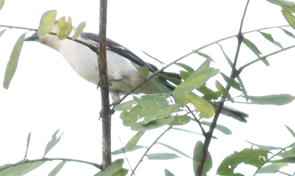 灰山椒鸟（Pericrocotus divaricatus）