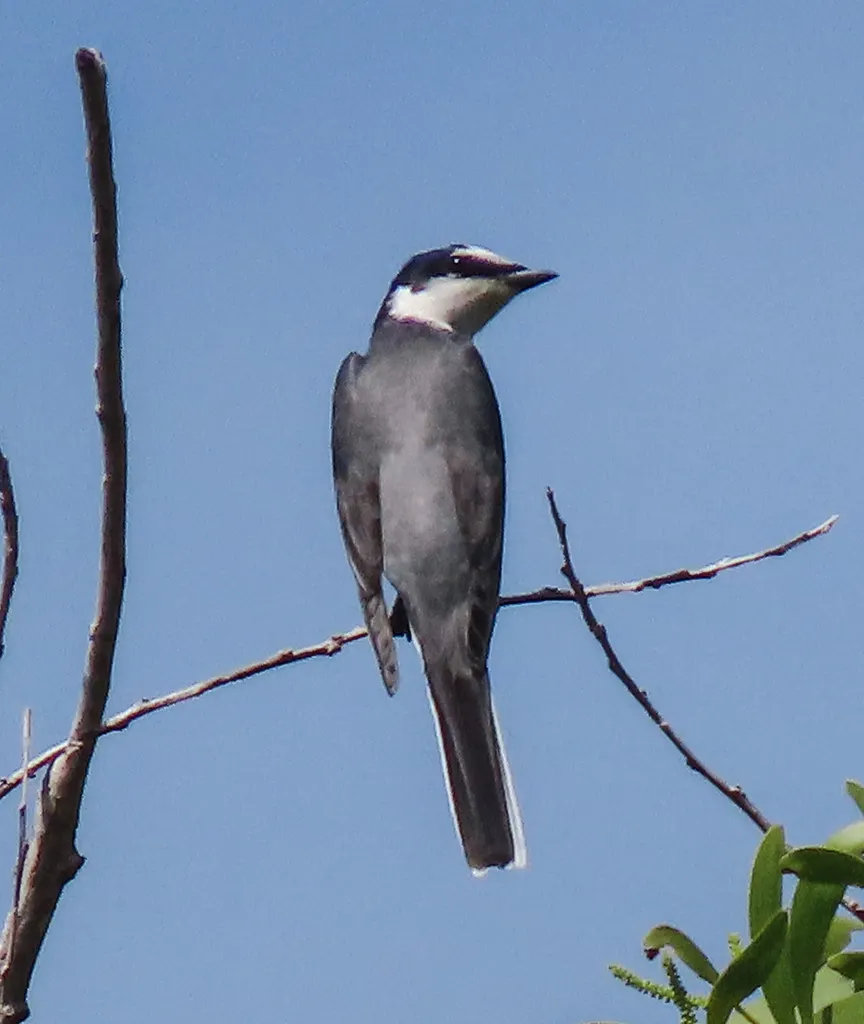 灰山椒鸟（Pericrocotus divaricatus）