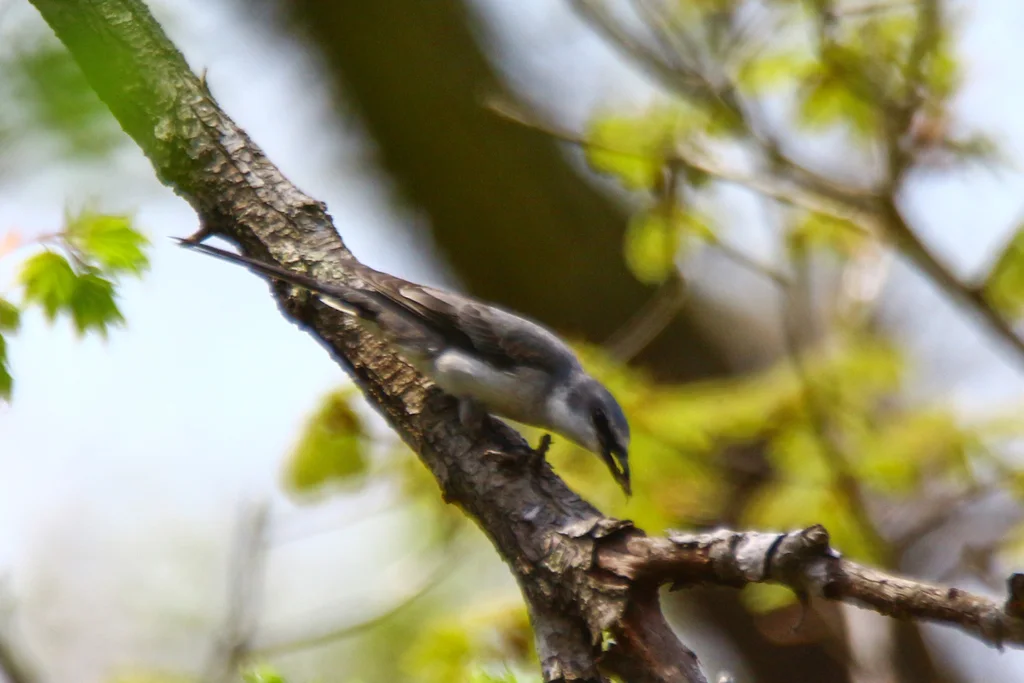 灰山椒鸟(Pericrocotus divaricatus)