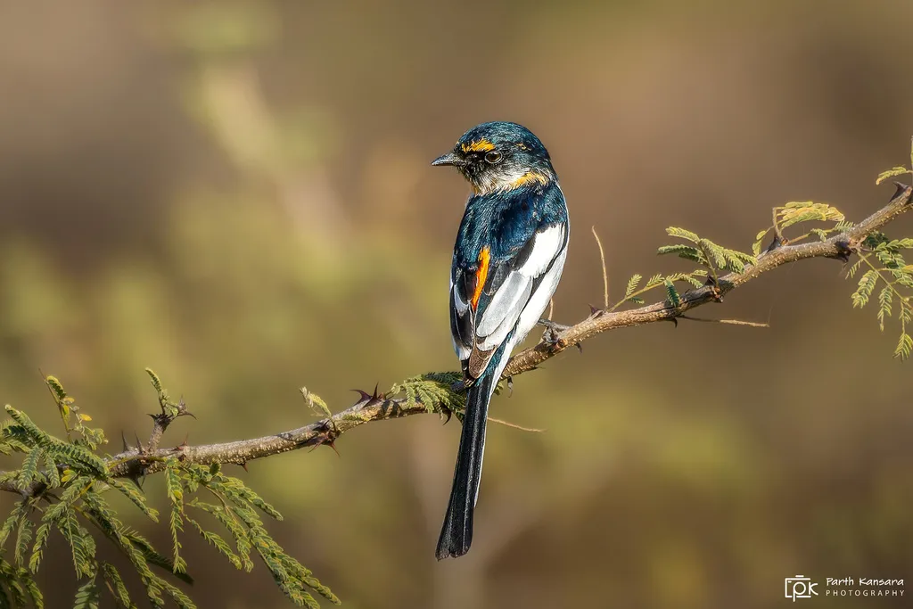 白腹山椒鸟(Pericrocotus erythropygius)