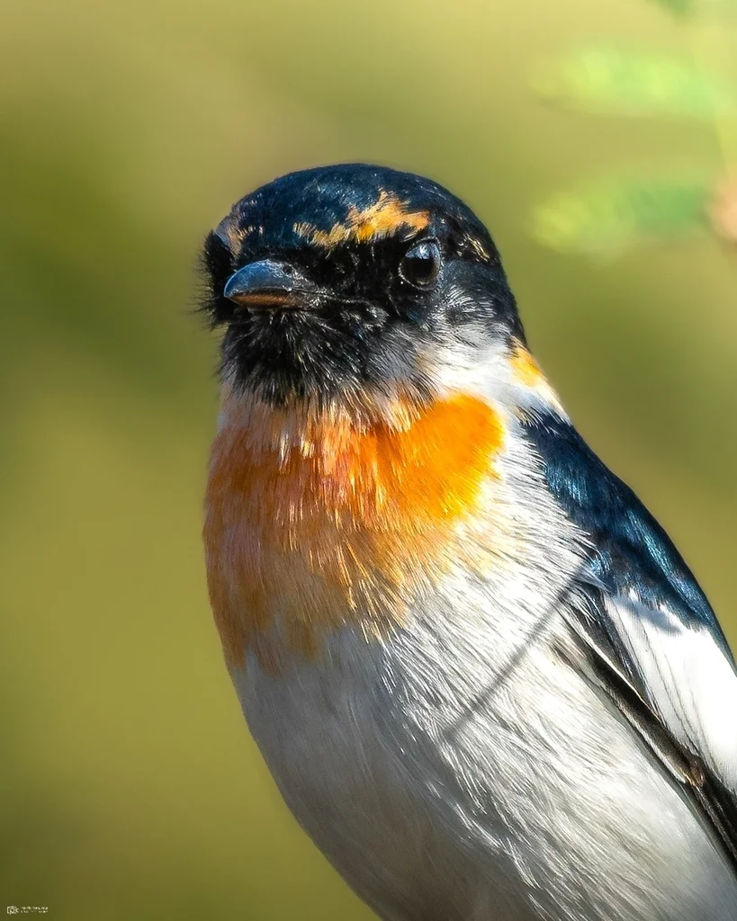 白腹山椒鸟(Pericrocotus erythropygius)