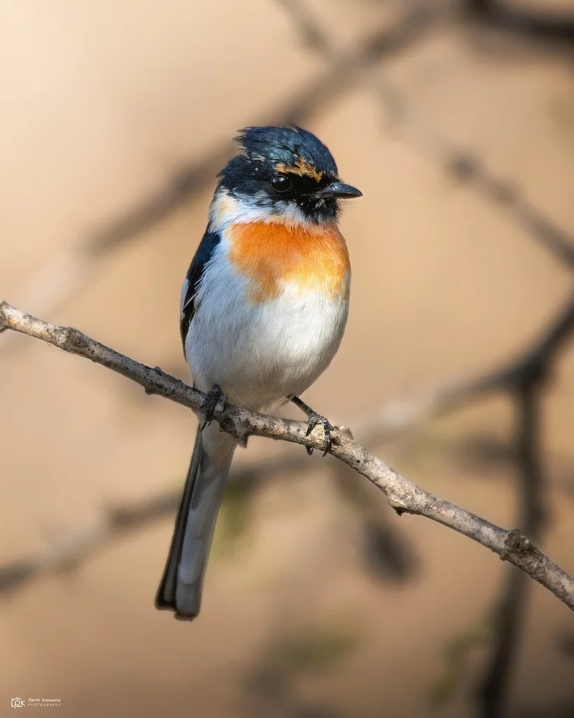 白腹山椒鸟(Pericrocotus erythropygius)