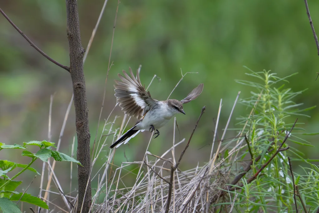 白腹山椒鸟(Pericrocotus erythropygius)