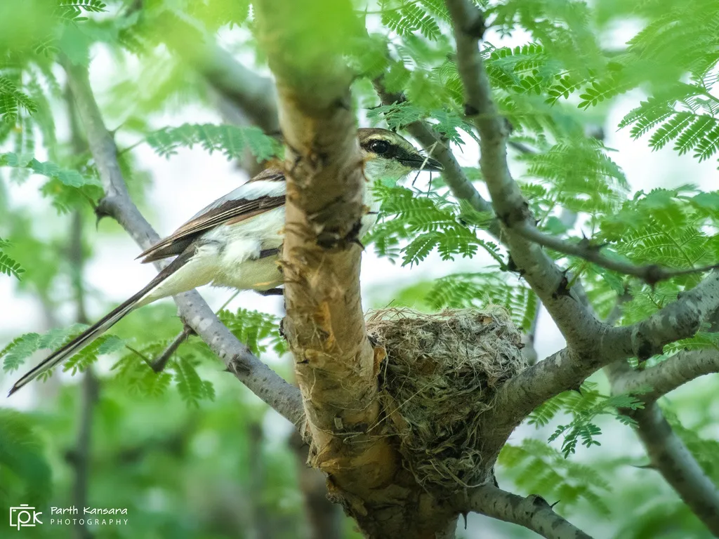 白腹山椒鸟(Pericrocotus erythropygius)