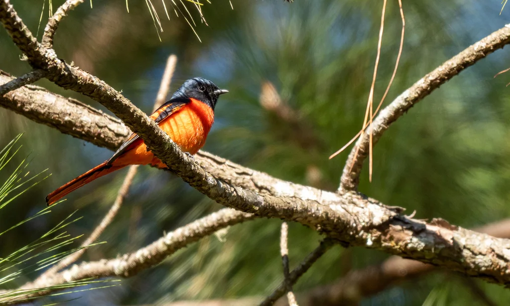 长尾山椒鸟（Pericrocotus ethologus）