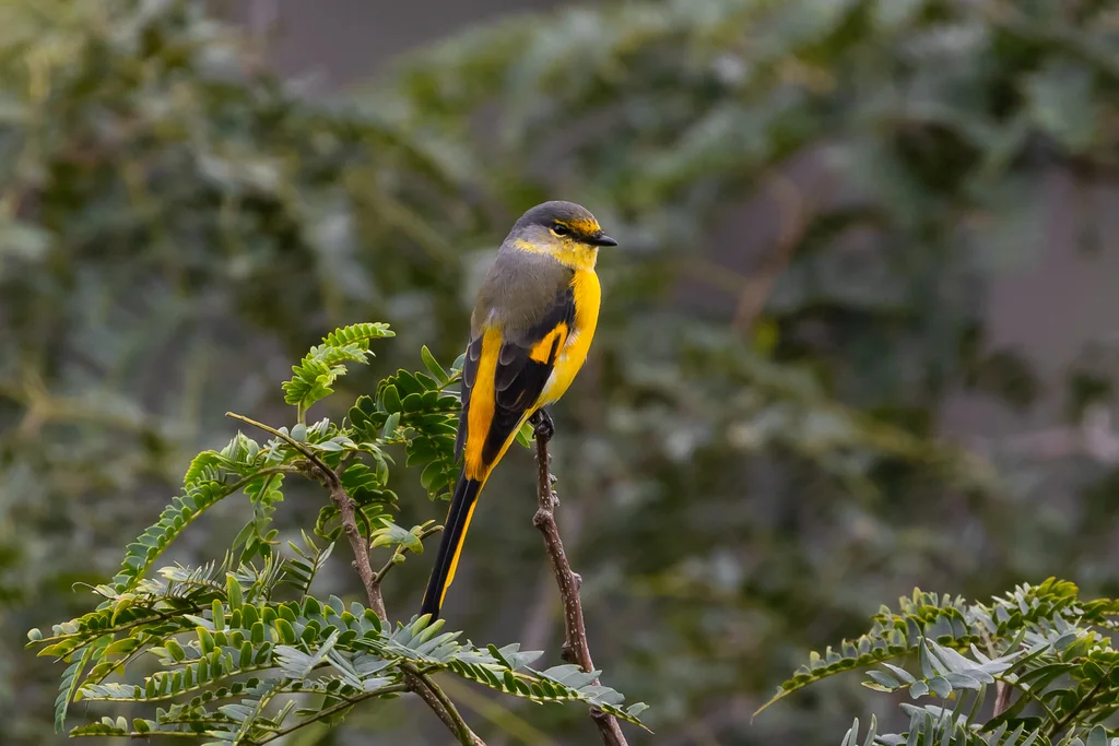 长尾山椒鸟（Pericrocotus ethologus）