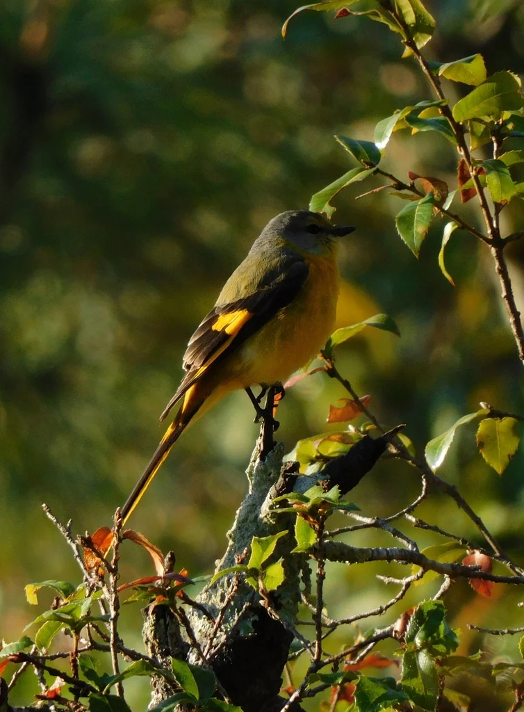 长尾山椒鸟（Pericrocotus ethologus）