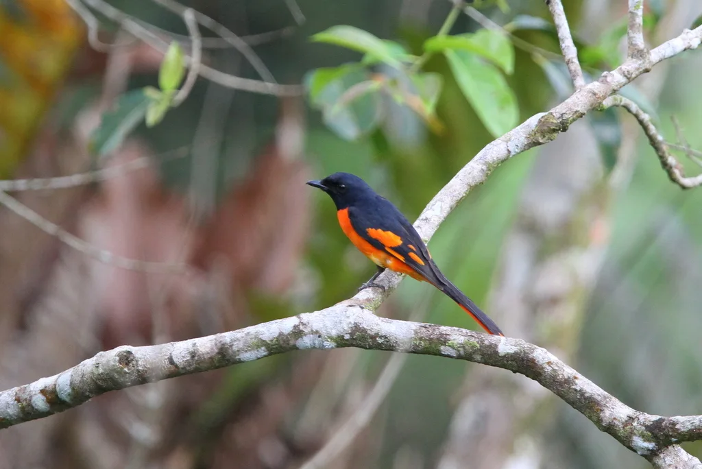 赤黄山椒鸟(Pericrocotus flammeus)
