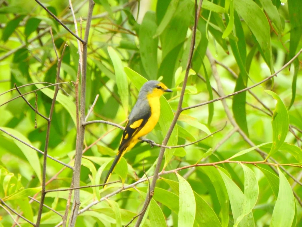 赤黄山椒鸟(Pericrocotus flammeus)