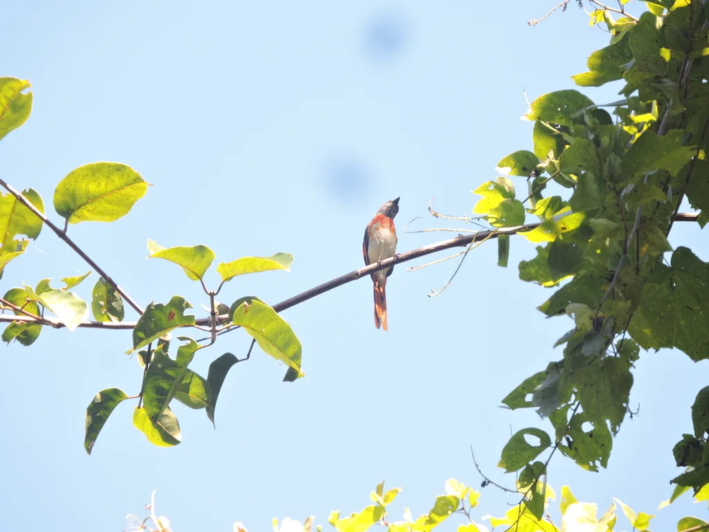 三色山椒鸟(Pericrocotus lansbergei)