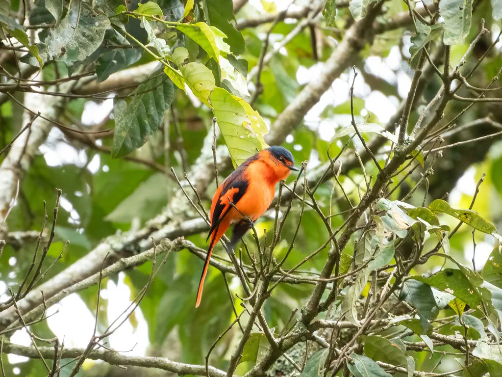 巽他山椒鸟(Pericrocotus miniatus)
