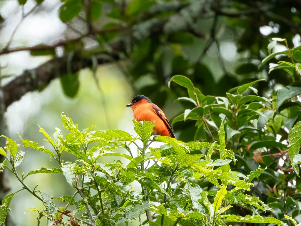 巽他山椒鸟(Pericrocotus miniatus)