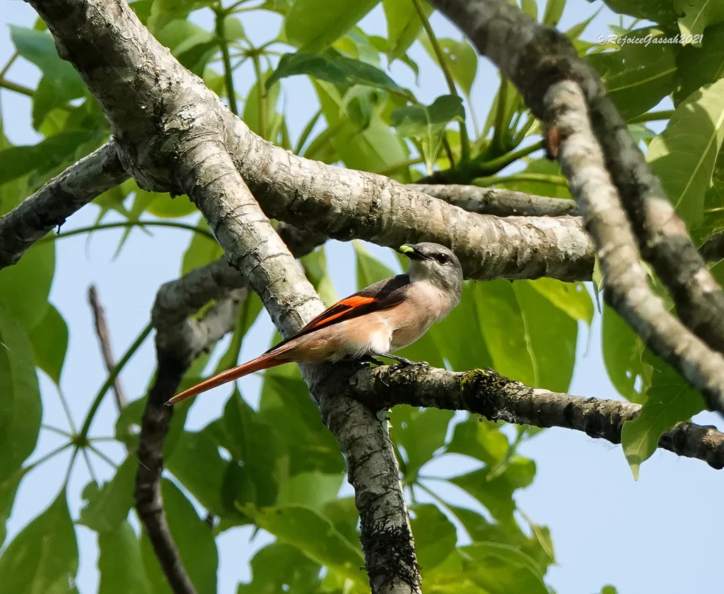 粉红山椒鸟(Pericrocotus roseus)