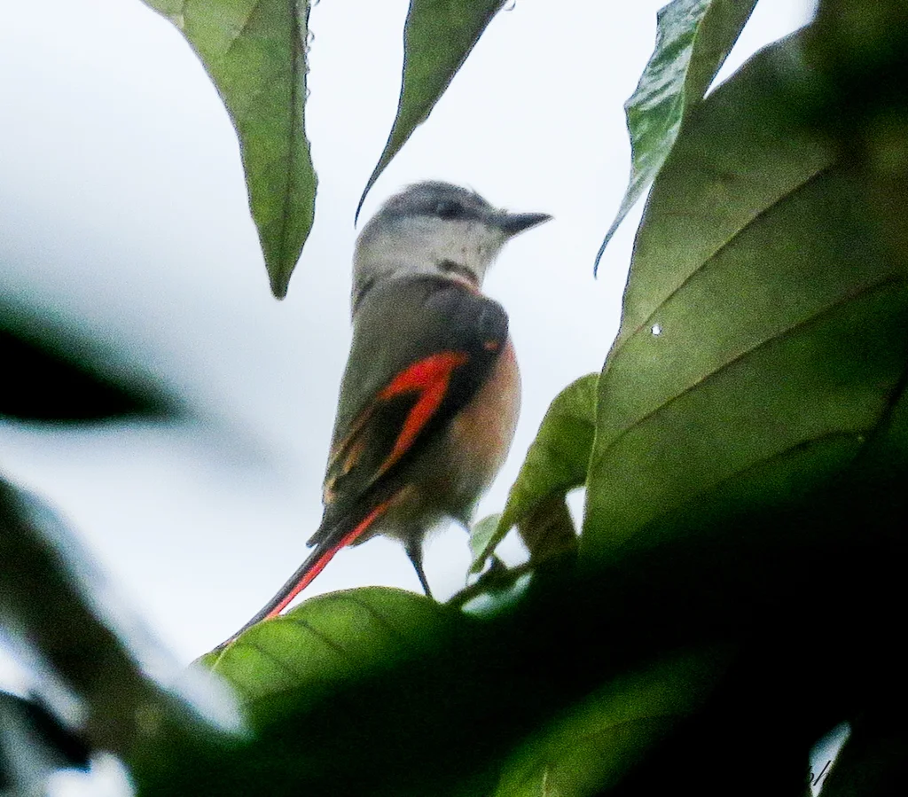 粉红山椒鸟(Pericrocotus roseus)