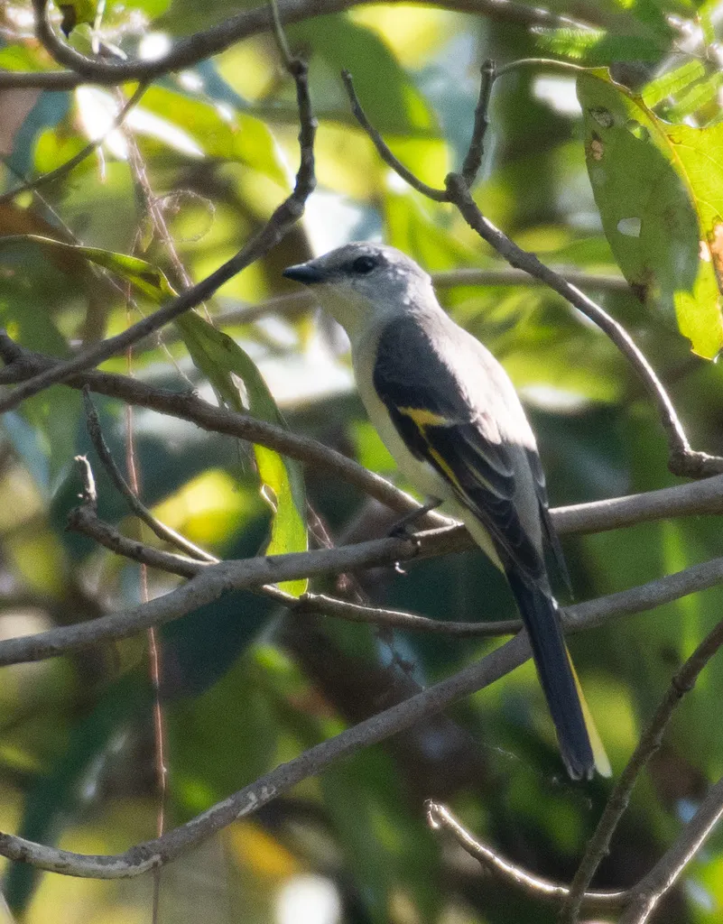 粉红山椒鸟(Pericrocotus roseus)