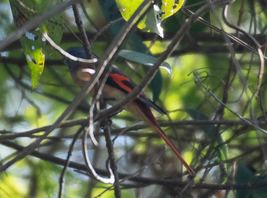 粉红山椒鸟(Pericrocotus roseus)