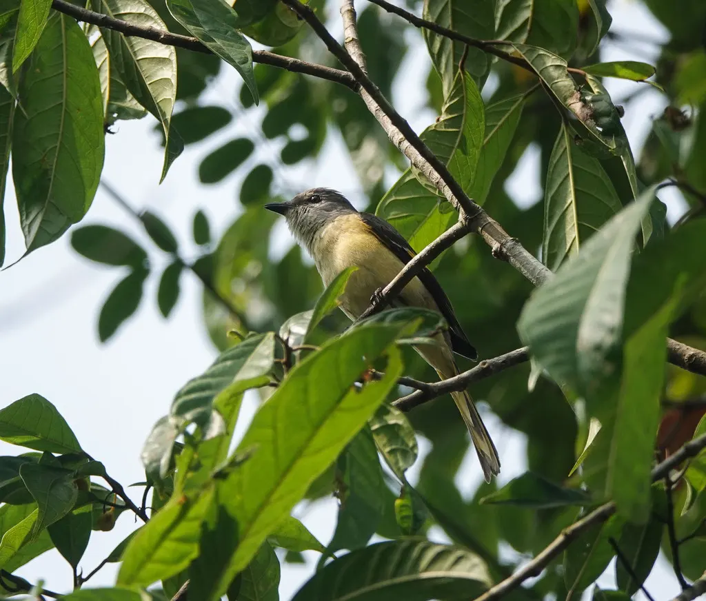 粉红山椒鸟(Pericrocotus roseus)