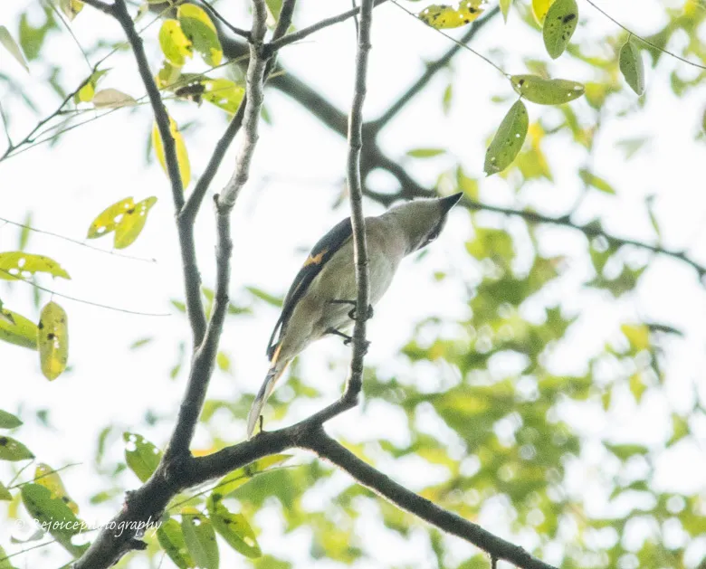 粉红山椒鸟(Pericrocotus roseus)
