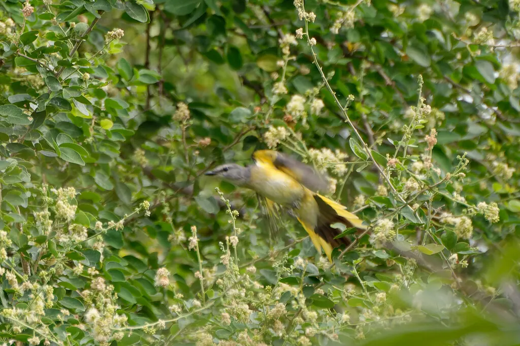 粉红山椒鸟(Pericrocotus roseus)