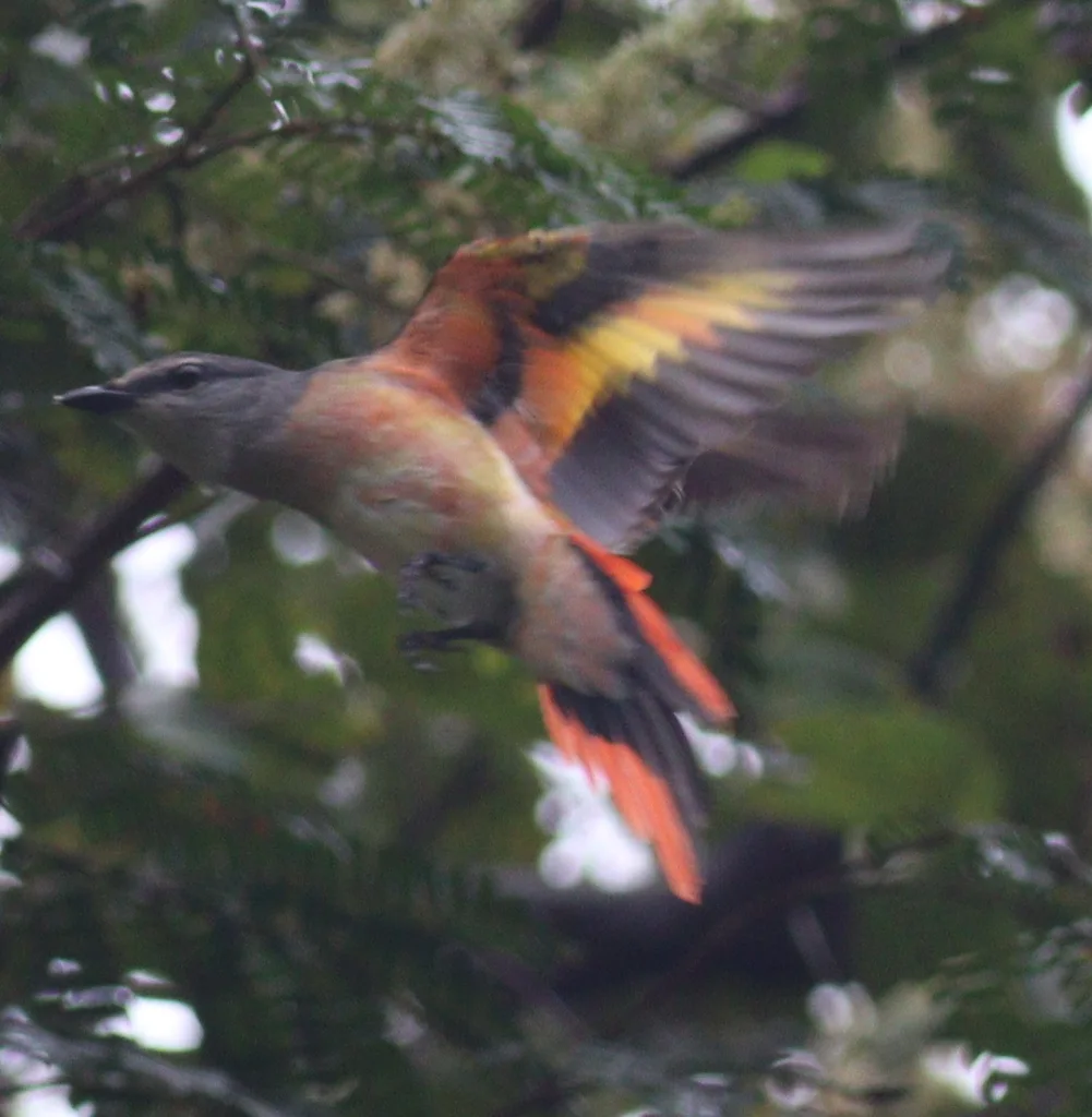 粉红山椒鸟(Pericrocotus roseus)