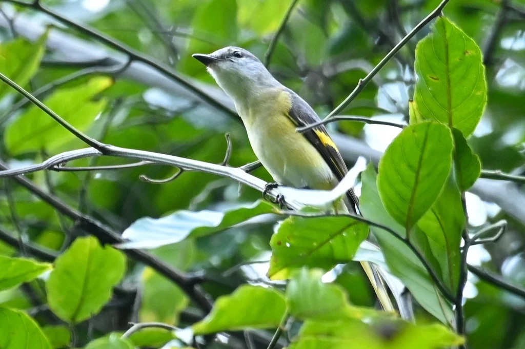 粉红山椒鸟(Pericrocotus roseus)