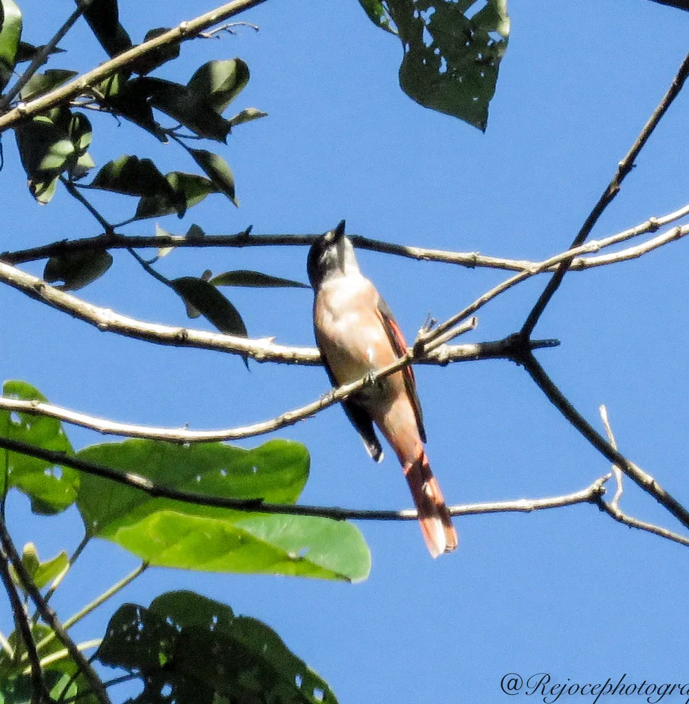 粉红山椒鸟(Pericrocotus roseus)