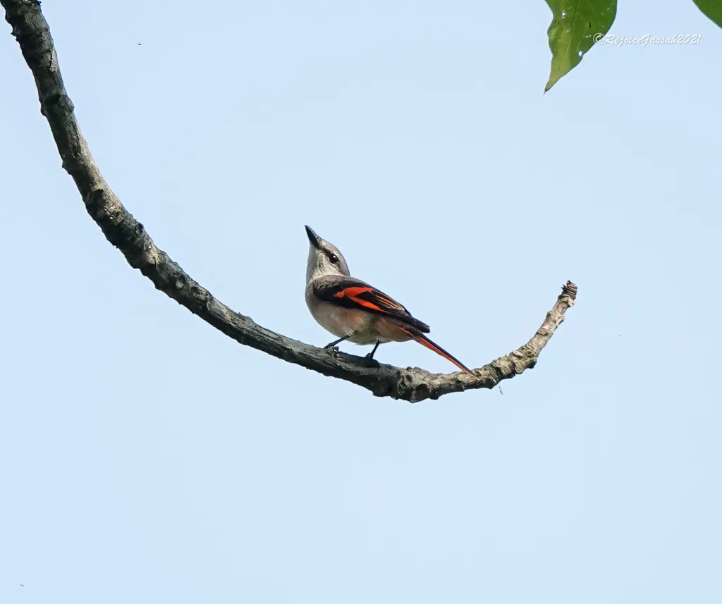 粉红山椒鸟(Pericrocotus roseus)