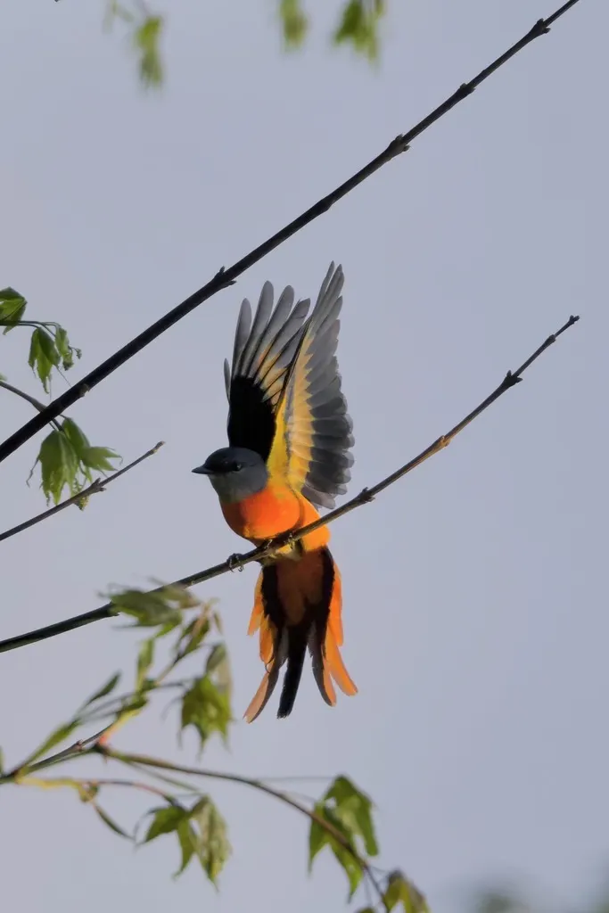 灰喉山椒鸟(Pericrocotus solaris)