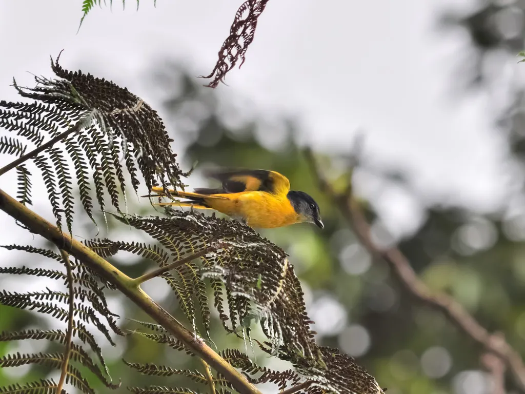 灰喉山椒鸟(Pericrocotus solaris)