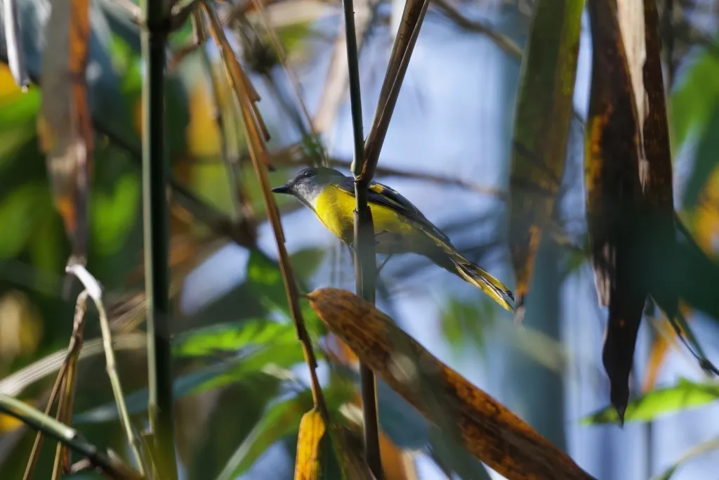 灰喉山椒鸟(Pericrocotus solaris)