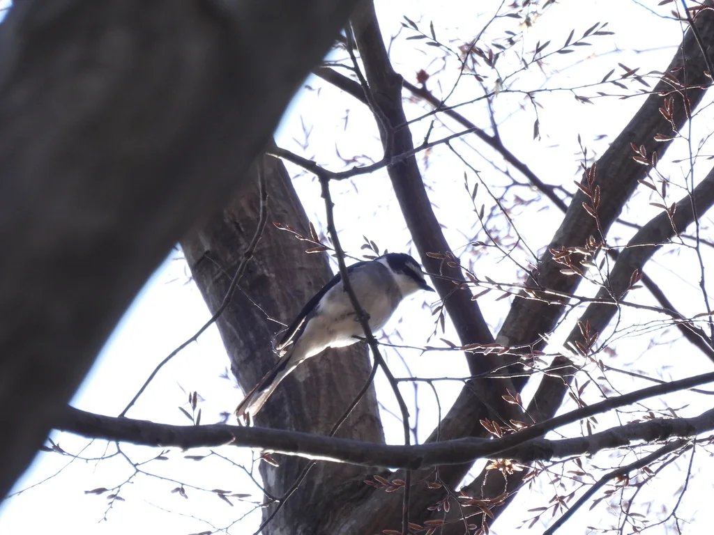 琉球山椒鸟（Pericrocotus tegimae）