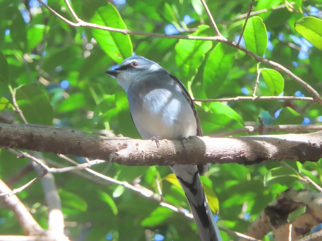 琉球山椒鸟（Pericrocotus tegimae）
