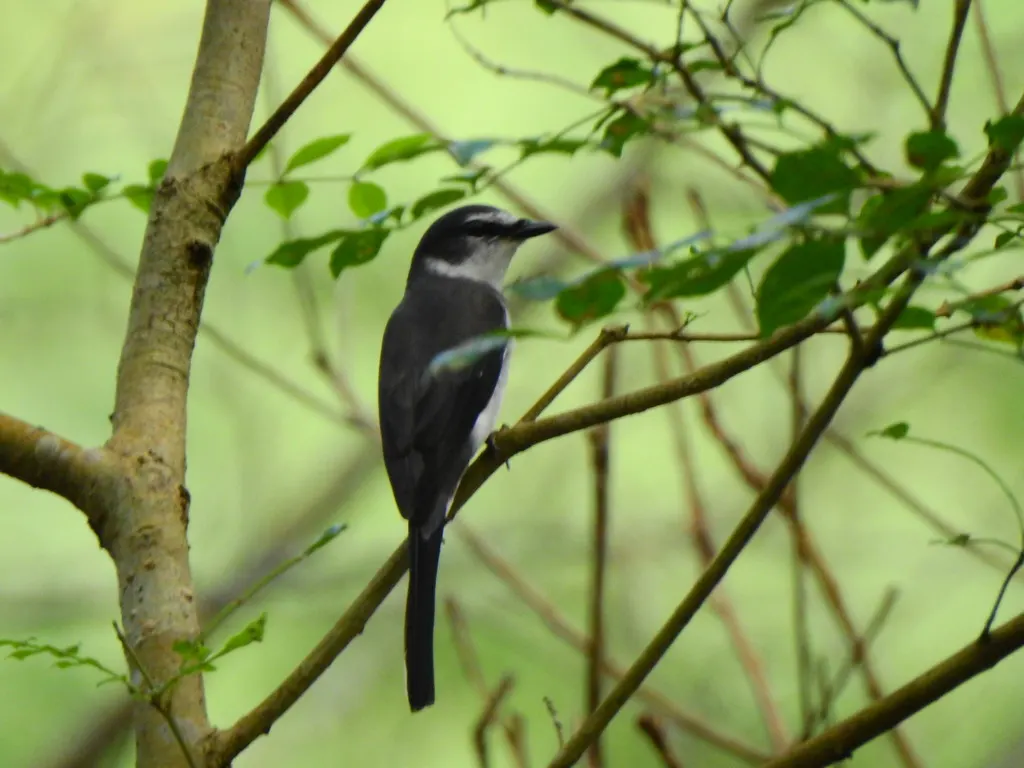 琉球山椒鸟（Pericrocotus tegimae）