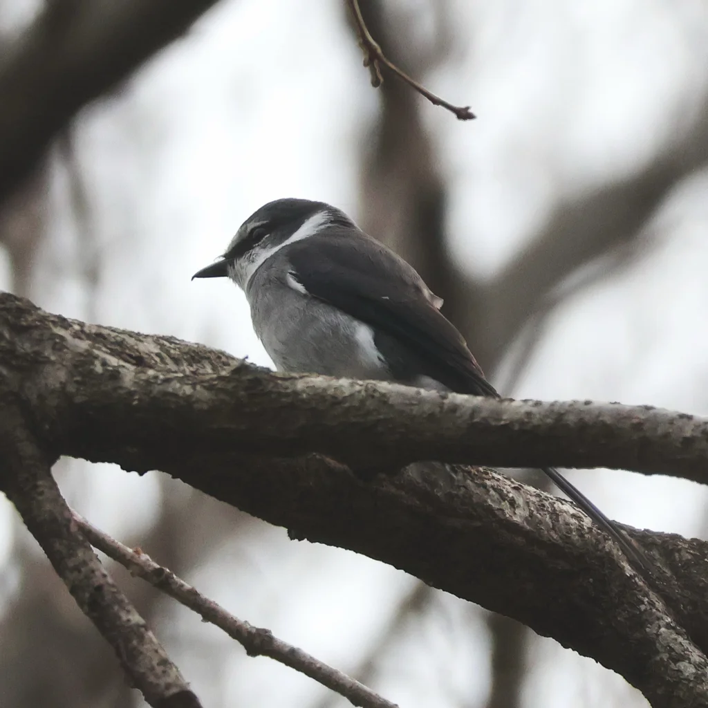 琉球山椒鸟（Pericrocotus tegimae）
