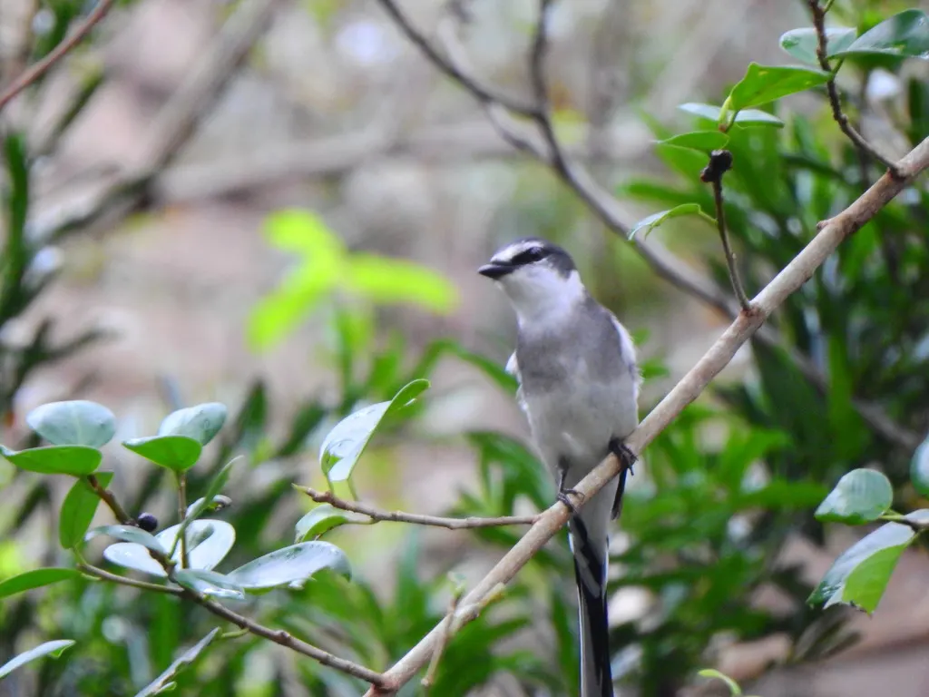 琉球山椒鸟（Pericrocotus tegimae）