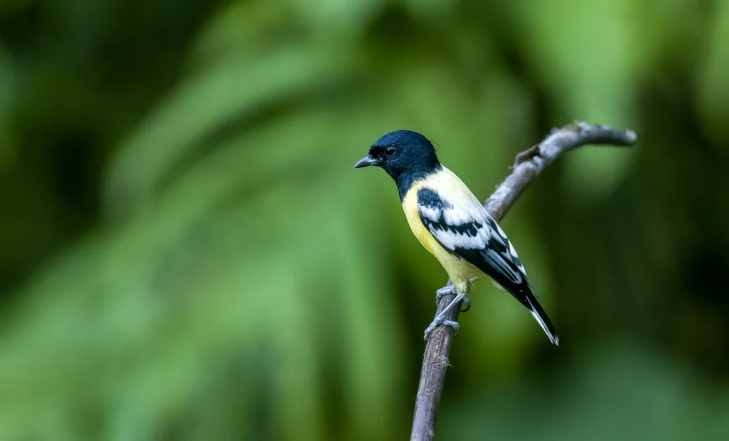 巴拉望山雀(Periparus amabilis)