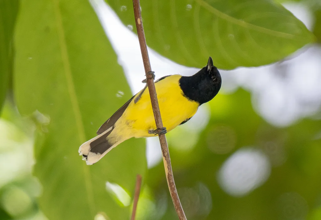 巴拉望山雀(Periparus amabilis)