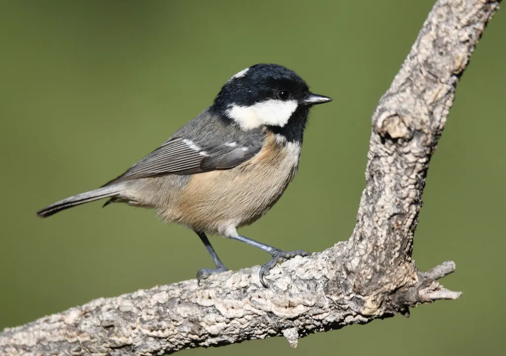 煤山雀(Periparus ater)
