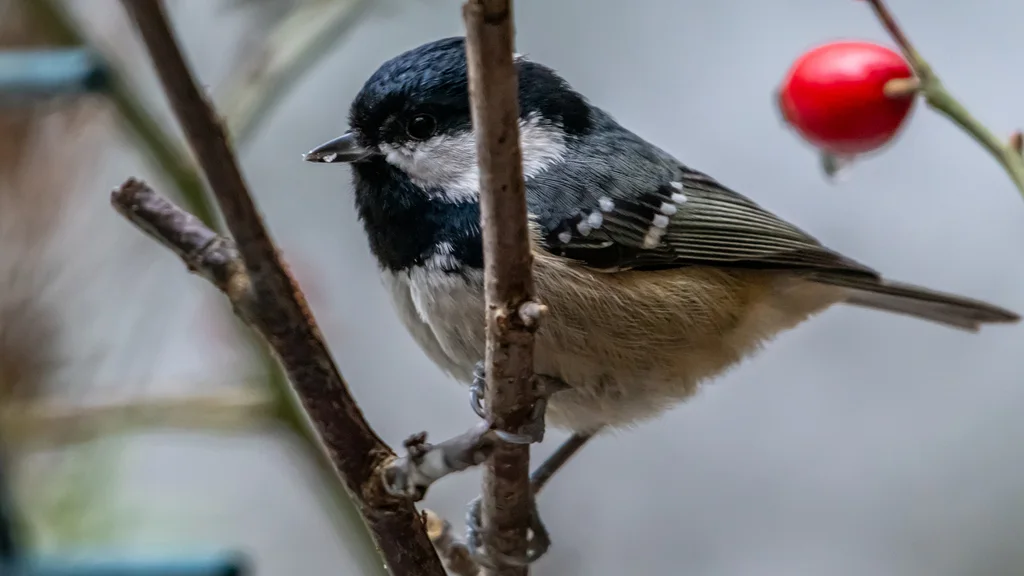 煤山雀(Periparus ater)