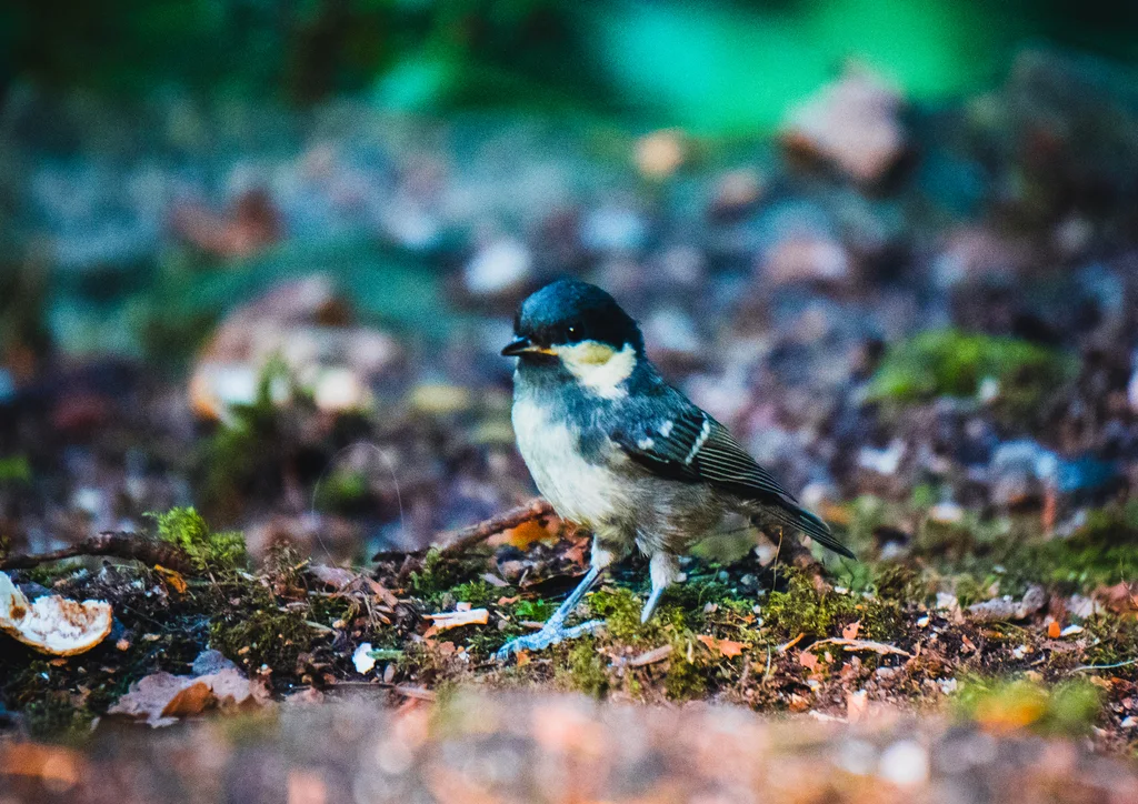 煤山雀(Periparus ater)