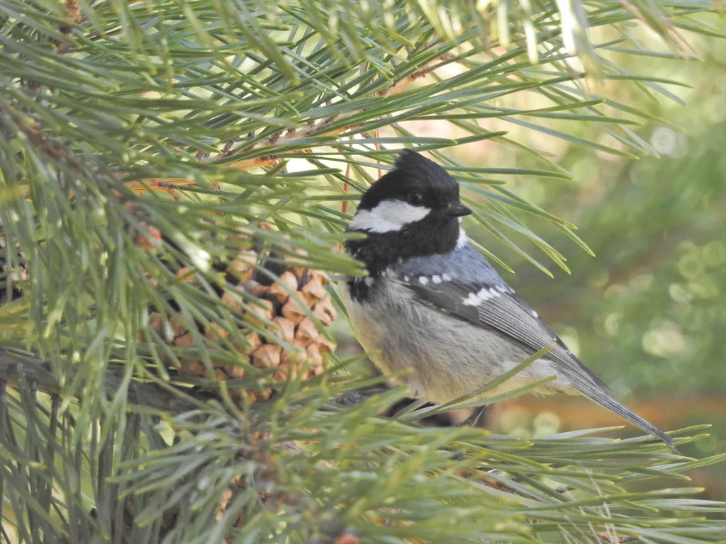 煤山雀(Periparus ater)