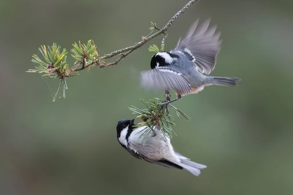 煤山雀(Periparus ater)
