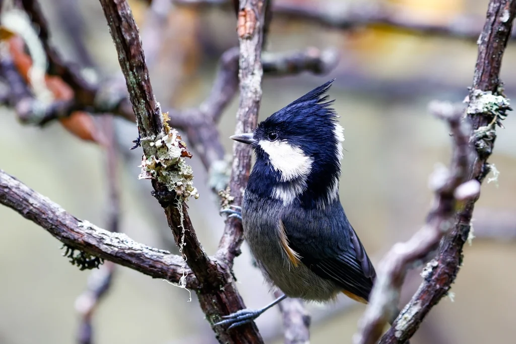 黑冠山雀（Periparus rubidiventris）