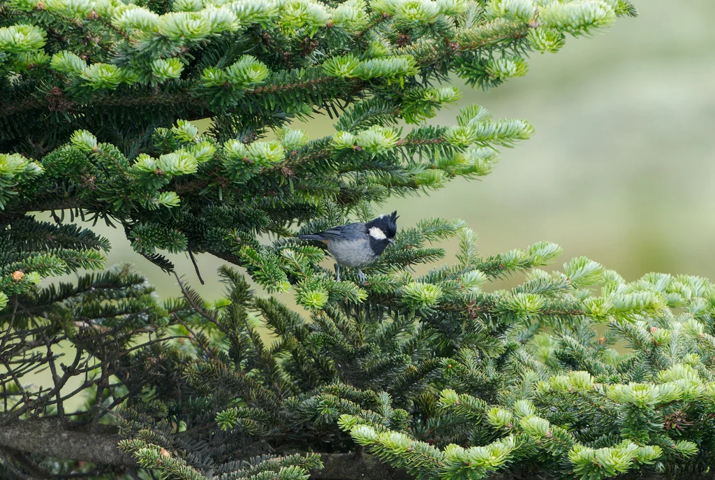 黑冠山雀（Periparus rubidiventris）