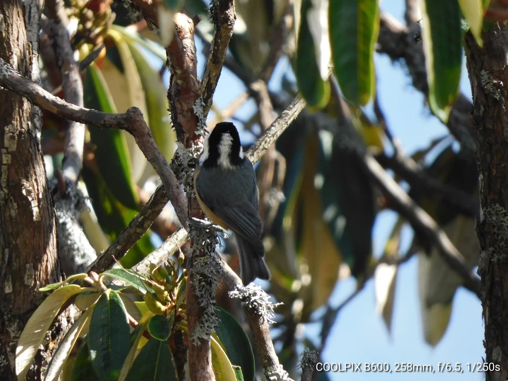 黑冠山雀（Periparus rubidiventris）