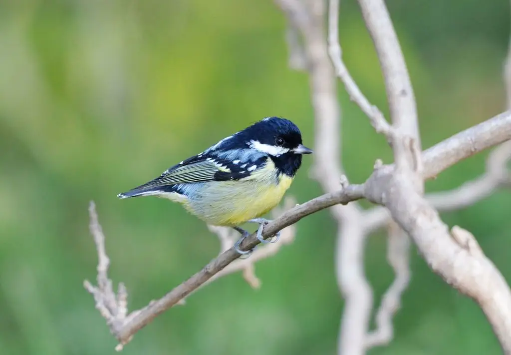 黄腹山雀(Periparus venustulus)