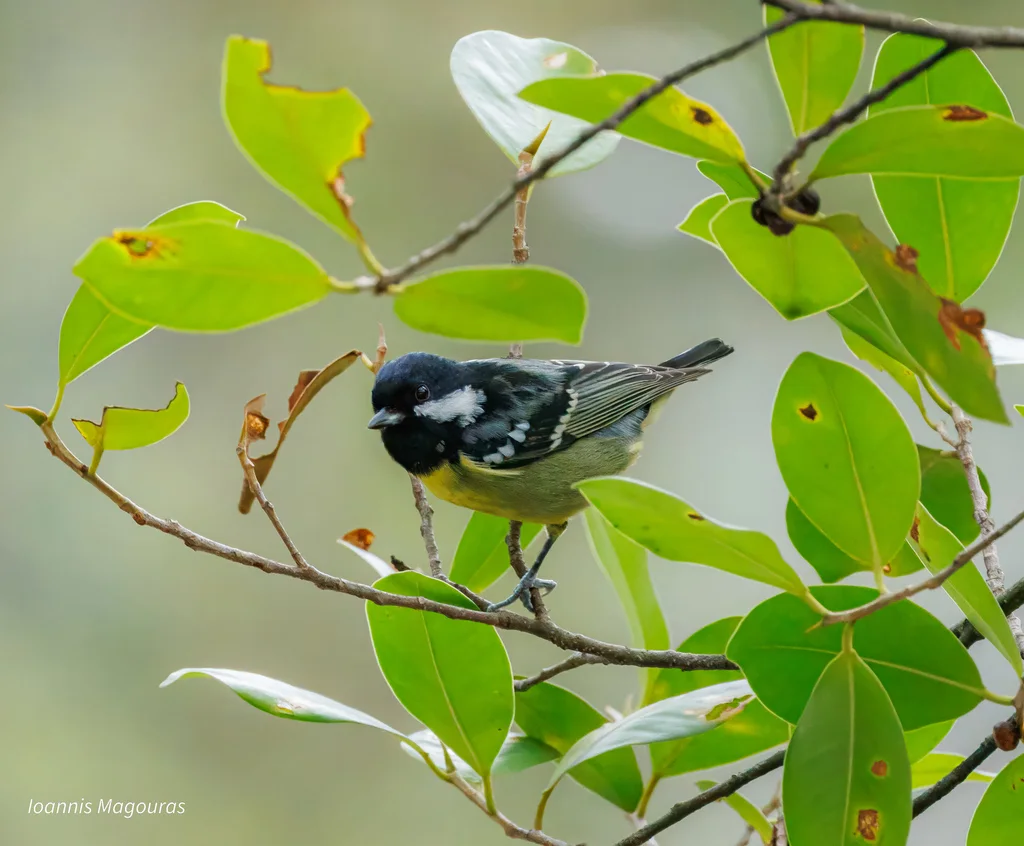 黄腹山雀(Periparus venustulus)
