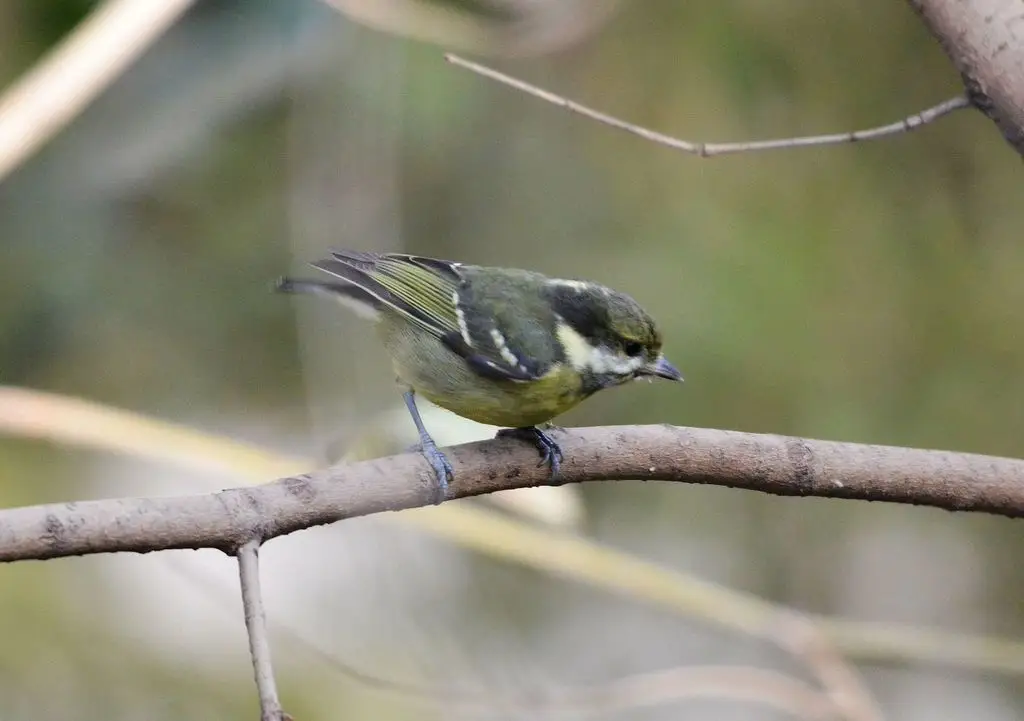 黄腹山雀(Periparus venustulus)