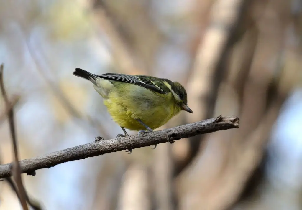 黄腹山雀(Periparus venustulus)