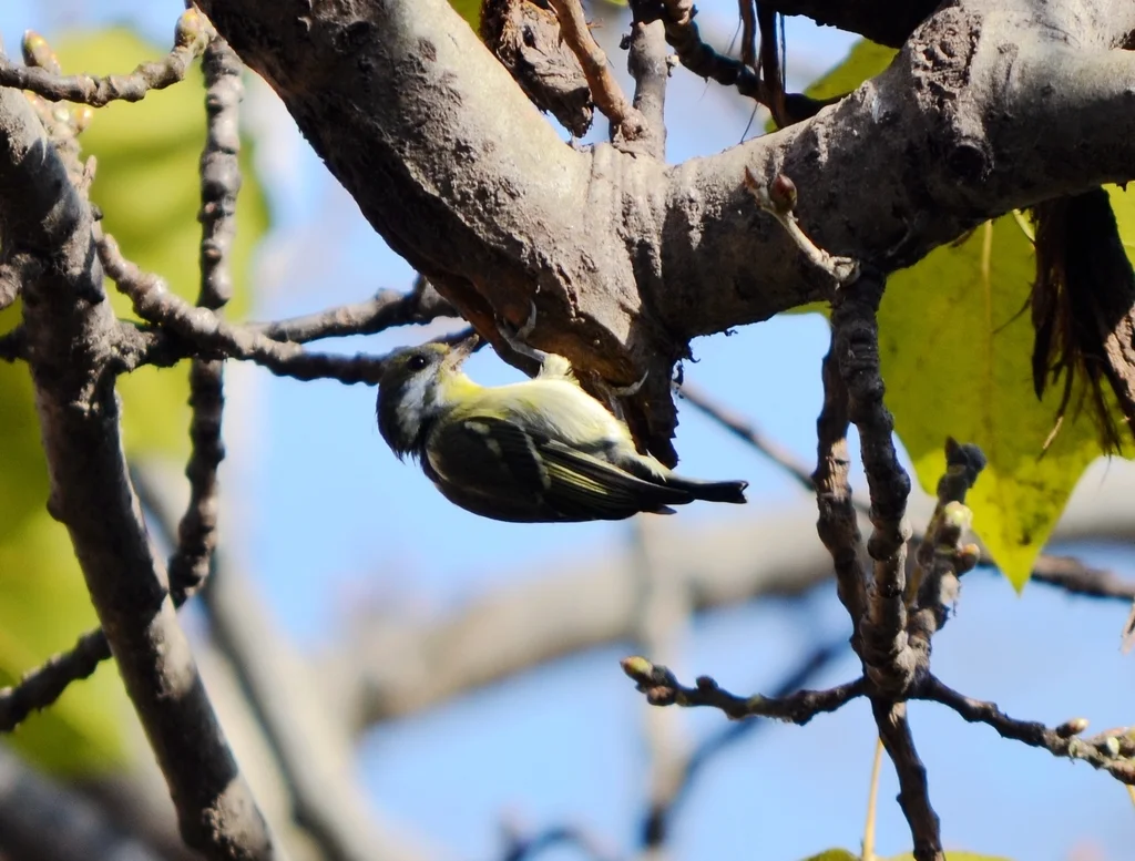 黄腹山雀(Periparus venustulus)